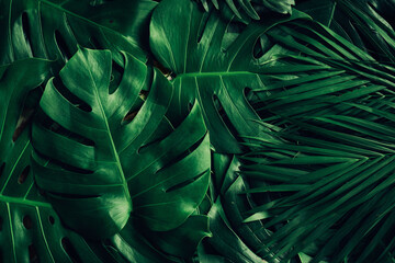 Close up tropical Green leaves texture and abstract background., Nature concept..