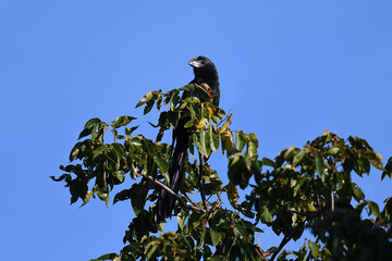 Smooth-billed Ani perched on a branch, with a blue sky in the background