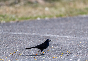 crow on the ground