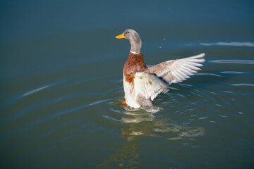 overberger ducks, a young breed of ducks from the Netherlands