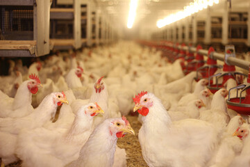 Chicken farm, eggs and poultry production. Close up - low angle