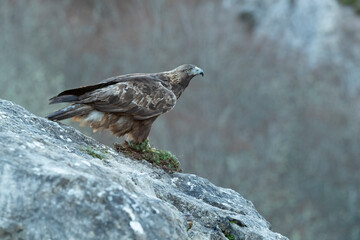 Adult female Golden Eagle in an area of Euro-Siberian mountain and forest before the sun rises on a cold January day
