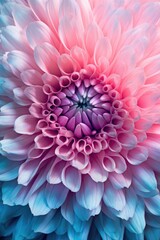 Detailed close up of a pink and blue flower, suitable for various projects