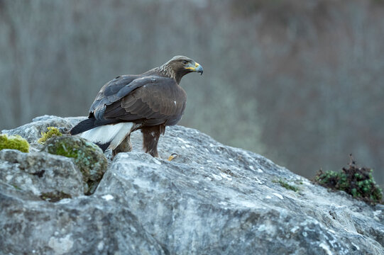 Young female Golden Eagle within her territory in a Euro-Siberian mountain area in the first morning light of a cold winter day