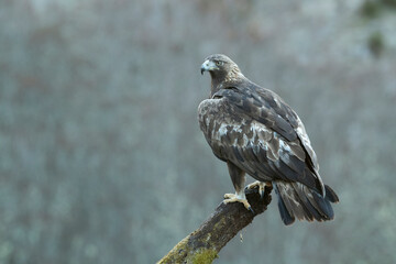 Adult male Golden Eagle within its territory in a Euro-Siberian mountain area in the first morning light of a cold winter day