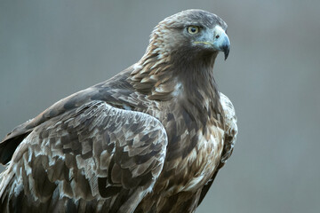 Golden Eagle male in a mountain area with a beech and oak forest with the first light of sunrise on a cold winter day