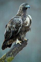 Adult male Golden Eagle within its territory in a Euro-Siberian mountain area in the first morning light of a cold winter day