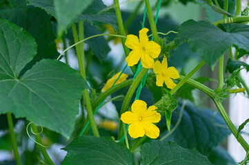 The growth and blooming of greenhouse cucumbers. Growing organic food. Close up. Selective focus.