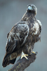 Golden eagle male in a mountain landscape with Euro-Siberian beech and oak forest at the first light of a winter day