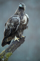 Golden eagle male in a mountain landscape with Euro-Siberian beech and oak forest at the first light of a winter day