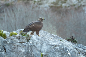 Young female Golden Eagle in a mountain area of a Euro-Siberian oak and beech forest at first light of day
