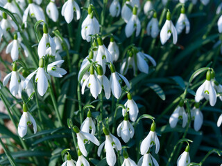Snowdrops in the late afternoon sun