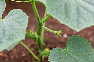 Young cucumber seedlings in the ground. Growing organic food. Close up.