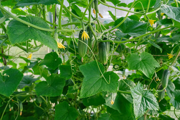 Young cucumbers ripen in garden greenhouse. The growth and blooming of greenhouse cucumbers. Selective focus.