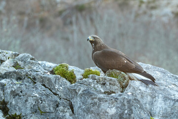 Young female Golden Eagle within her territory in a Euro-Siberian mountain area in the first morning light of a cold winter day