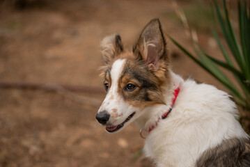border collie dog