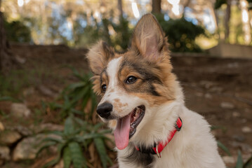 portrait of a dog