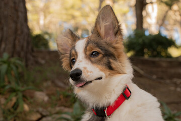 border collie dog