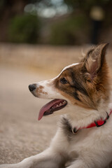 border collie dog