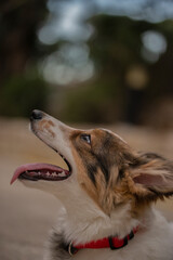 portrait of a dog
