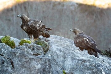 Golden Eagle male and female in a mountain area with a beech and oak forest with the first light of sunrise on a cold winter day