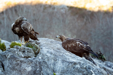 Golden Eagle male and female in a mountain area with a beech and oak forest with the first light of sunrise on a cold winter day