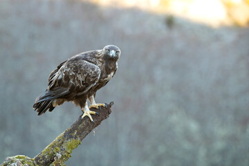 Adult male Golden Eagle within its territory in a Euro-Siberian mountain area in the first morning light of a cold winter day