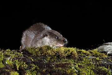 Otter on a mountain river within a Euro-Siberian forest in the early evening of a winter day