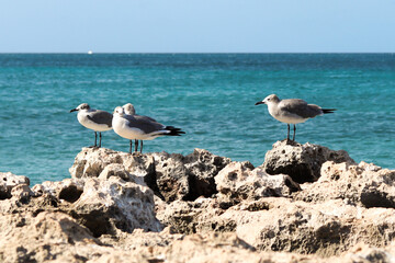 Seagulls on the coral reef shore of Aruba.