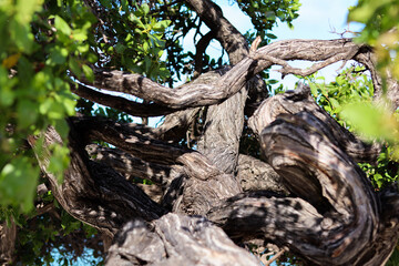 Fototapeta premium Detail of the winding trunk of the Aruban Fofoti tree at Eagle Beach.