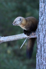 Cute American Pine Marten climbing in a pine tree along the edge of a forest in Algonquin Provincial Park