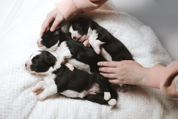 Three cute purebred newborn border collie puppies sleep sweetly, human hands in the frame