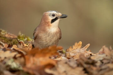 Jay in a Mediterranean oak and pine forest at first light on a cold winter day