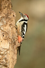 Middle spotted woodpecker on the trunk of a beech tree in a Euro-Siberian forest at first light on a winter day
