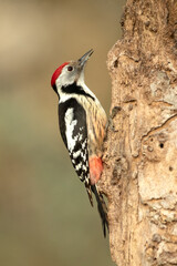 Middle spotted woodpecker on the trunk of a beech tree in a Euro-Siberian forest at first light on a winter day