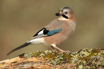 Jay in a Mediterranean oak and pine forest at first light on a cold winter day