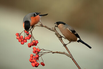 Male and female Eurasian bullfinch eating berries in a Eurosiberian oak and beech forest in early...