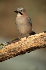 Jay in a Mediterranean oak and pine forest at first light on a cold winter day