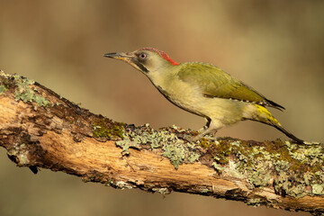 Female Green woodpecker in a Euro-Siberian oak and beech forest with the last light of a cold...