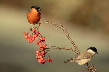Eurasian bullfinch male in a Eurosiberian oak and beech forest with the last light of the afternoon