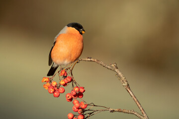 Eurasian bullfinch male in a Eurosiberian oak and beech forest with the last light of the afternoon