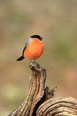 Eurasian bullfinch male in a Eurosiberian forest of oak, beech and pine trees at first light of day