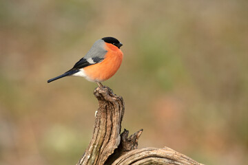 Eurasian bullfinch male in a Eurosiberian oak and beech forest with the last light of the afternoon