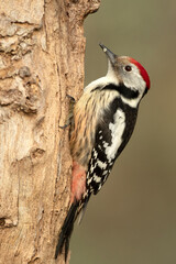 Middle spotted woodpecker on the trunk of a beech tree in a Euro-Siberian forest at first light on a winter day
