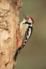 Middle spotted woodpecker on the trunk of a beech tree in a Euro-Siberian forest at first light on a winter day