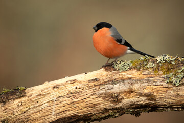 Eurasian bullfinch male in a Eurosiberian oak and beech forest with the last light of the afternoon