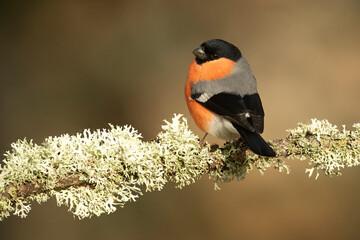 Female Eurasian bullfinch in late afternoon light in an oak and beech forest on a cold winter day