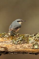 Eurasian nuthatch in late afternoon light in an oak forest on a cold winter day