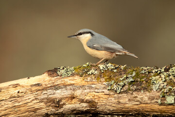 Eurasian nuthatch in late afternoon light in an oak forest on a cold winter day