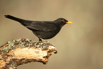 Common blackbird male in a Mediterranean oak and pine forest at first light of day